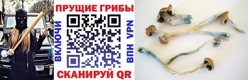 Псилоцибиновые грибы Psilocybine cubensis Тобольск